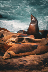 sleeping sea lion