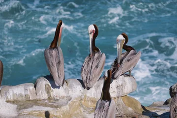 Fotobehang Zen Stenen pelicans on cliff  © Brian