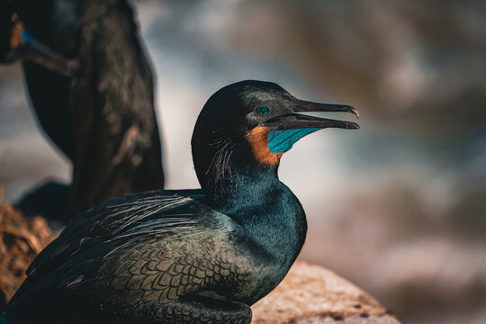 Cormorant 