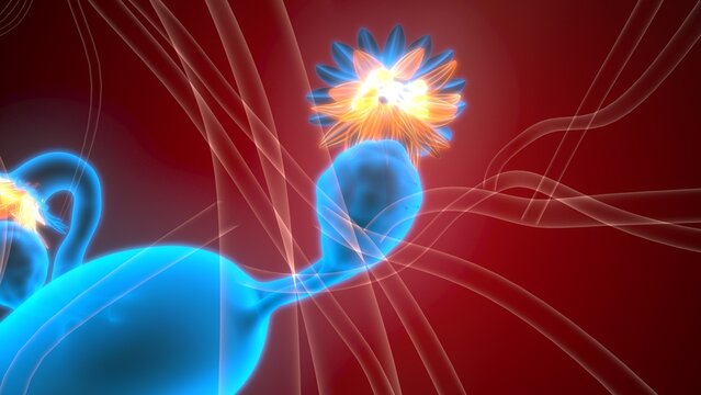 Female reproductive system. 3d illustrations