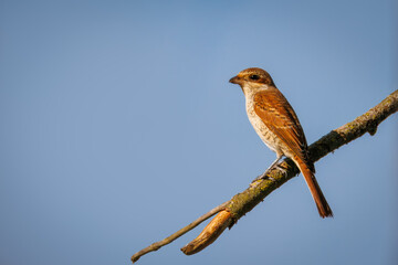 A juvenile Red-backed Shrike perches on a dry, leafless branch against a blue sky on a sunny summer day.
