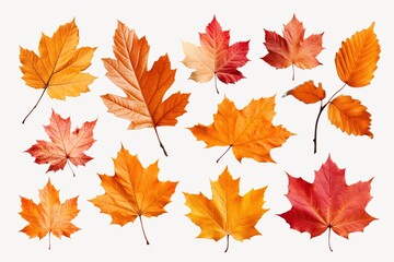Autumn leaves isolated image set