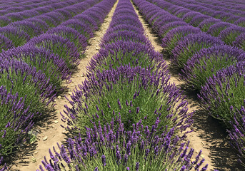 Rows of purple lavender plants stretch across a vast field, creating a beautiful, symmetrical pattern.