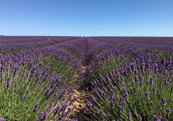 Naklejka premium A vast field of vibrant purple lavender flowers stretches to the horizon under a clear blue sky, creating a peaceful and serene landscape.