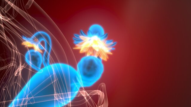 Female reproductive system. 3d illustrations