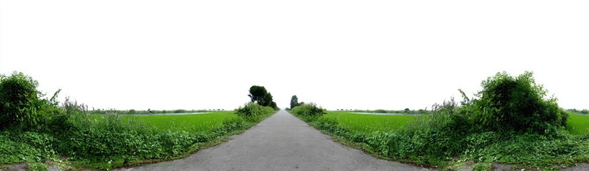 A paved road winds through a verdant rice paddy landscape, leading to a distant tree line.