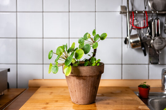 Ufopflanze Images  Browse 63 Stock Photos, Vectors, and Video | Adobe Stock
