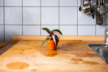 Kleiner Philodendron Pink Princess im Terrakotta-Topf auf Küchenarbeitsplatte