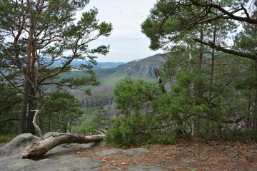 A scenic viewpoint from a rocky ledge in a pine forest reveals a deep valley with dramatic cliffs and a recovering landscape