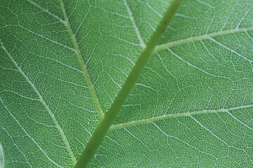 green leaf texture
