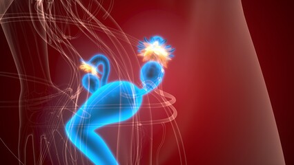 Female reproductive system. 3d illustrations