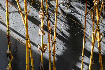 Golden bamboo stalks casting shadows on textured gray wall