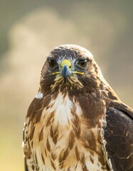 Naklejka premium Close-up hawk portrait