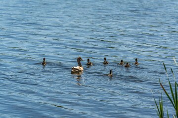 A family of ducks, a duck and its little ducklings are swimming in the water. The duck takes care of its newborn ducklings. Mallard, lat. Anas platyrhynchos