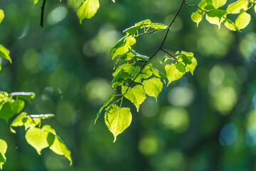 Nature of green leaf in garden at summer. Natural green leaves plants using as spring background cover page environment ecology