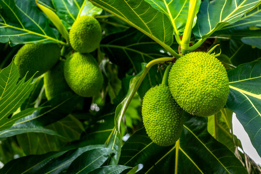 Tropical breadfruit tree with vibrant green fruits and lush foliage close-up