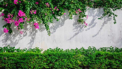 Vibrant bougainvillea with lush green hedges against a sunlit white wall