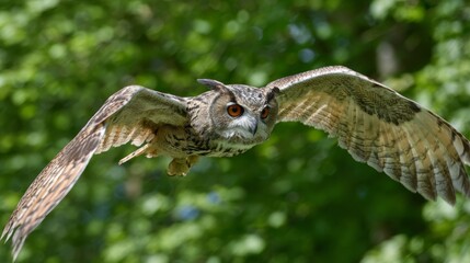 Fototapeta premium Majestic owl in flight captured in natural forest habitat showcasing detailed feathers powerful wings and nocturnal hunting behavior in stunning wildlife photography