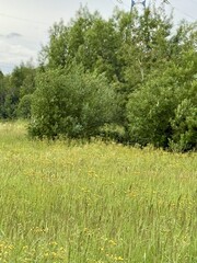 Stunningly Lush Green Grass Field Adorned with Colorful Wildflowers in Natures Beauty. Stunningly...