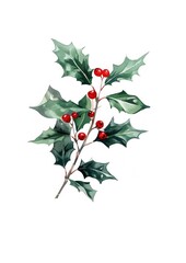 Fototapeta premium A christmas llex aquitolaum produce blossom flower.