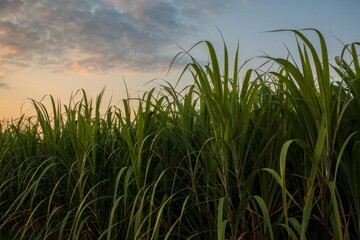 Lush Green Grass Field at Sunset - Nature Background