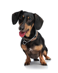 sweet teckel dachshund puppy sticking out tongue and panting