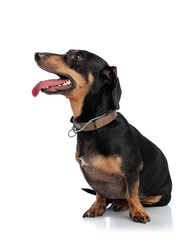 eager little teckel dachshund dog looking up and panting with tongue out