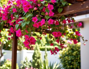 bougainvillea twining over patio pergola, bright magenta flowers providing aesthetic beauty, cinematic photorealistic wide shot showcasing decorative climbing plants vividly
