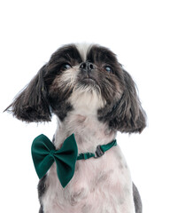eager little shih tzu puppy with green bowtie looking up and being curious