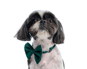Fototapeta na wymiar sweet little shih tzu dog with green bowtie sitting and looking up