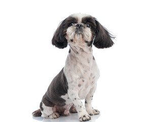 curious sweet small shih tzu dog looking up and being eager
