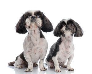 curious shih tzu puppies siblings looking up and being eager