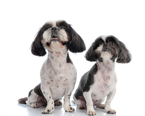 happy little two puppies looking up, smiling and waiting for food