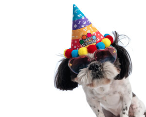 funny little shih tzu dog with birthday hat and heart sunglasses