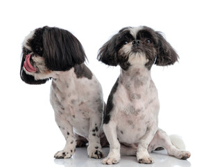 adorable litle shih tzu dog sticking out tongue and looking down sitting next to his brother
