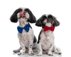 adorable little shih tzu dog licking nose while sitting next to his brother