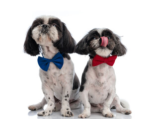 curious shih tzu dogs with elegant bowties looking up and sitting