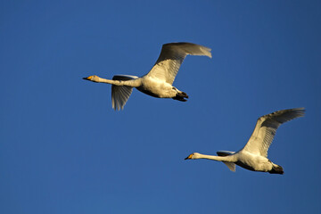The couple of wild swans flying over spring fields. Whooper swan or common swan (Cygnus cygnus).