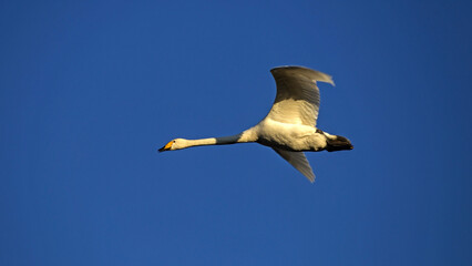 A beautiful white swan flying on  the sky. Whooper swan or common swan (Cygnus cygnus).