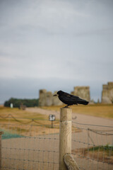 Close up of raven perched at Stonehenge historic site in England
