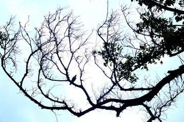 dead tree silhouette