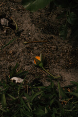 a yellow rose bud cut off lies on the ground