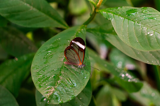 Greta oto known as Glasswing butterfly for its transparent wings sitting on wet green leaf