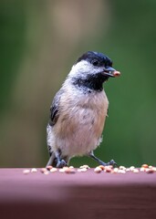 A black-capped chickadee stands on a wooden ledge scattered with seeds, while holding one in its beak.