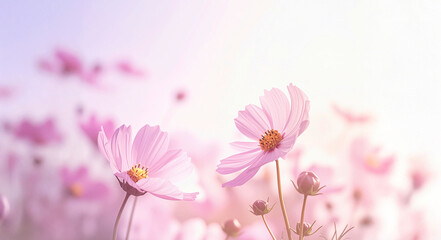 Obraz premium Dreamy Autumn Cosmos Flower Background