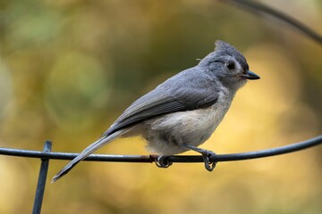 A gray tufted titmouse perches gracefully on a metal ring in a Virginia backyard.