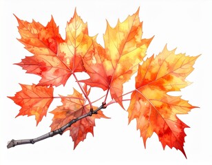 手描き風のカエデ枝イラスト