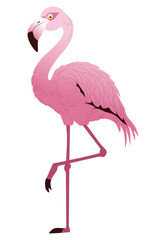 Pink flamingo stands gracefully on one leg, showcasing its elegant posture against a white background. The vector illustration highlights the bird's vivid plumage and serene demeanor.