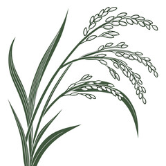 Stylized illustration of ripe green rice stalks with detailed grains and long leaves on a white background