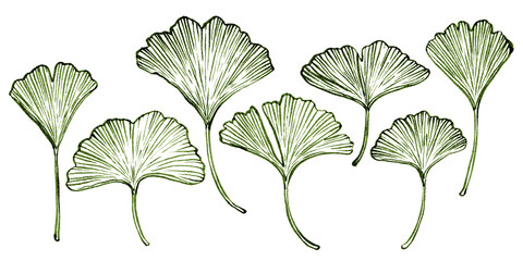 Hand drawn linear ink ginko leaves collection. Detailed brush lines ginko leaf for your design. Line art ginko leaf use as print, poster, element design, textile, tattoo, label, hang tag, sticker.